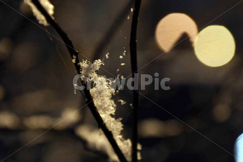 눈,함박눈,겨울,백색,화이트,나뭇잎,배경,추위,나무,풍경,거미줄,겨울,계절,winter,season,야경,밤,풍경,nightscape,night,landscape,outdoors,옥외,ice,빙,nature,자연