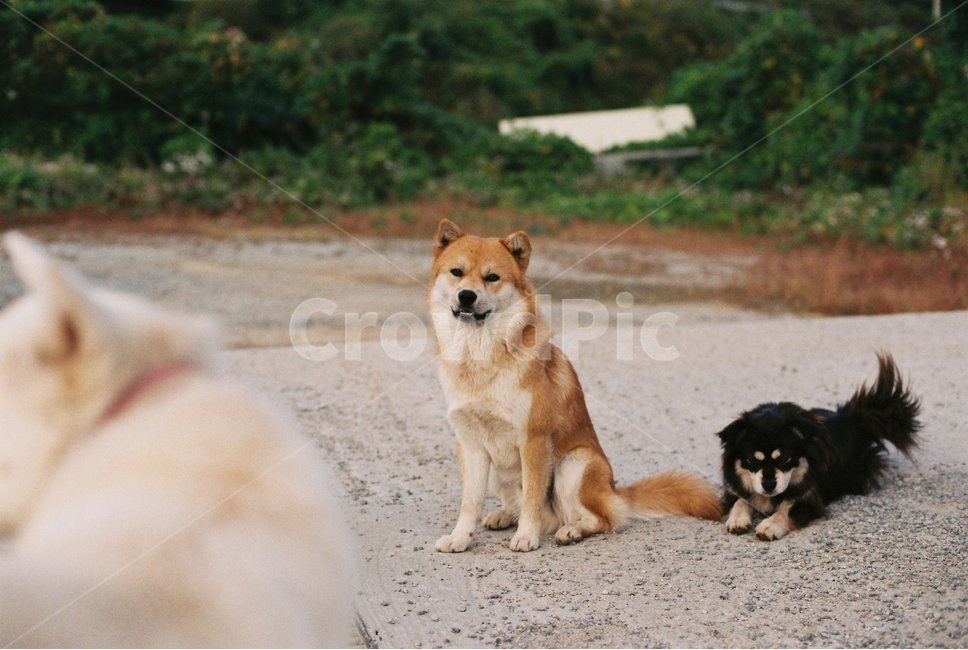 강아지,개,백구,누렁이,강아지들,동물,animal,포유류,mammal,개,강아지,dog,doggy
