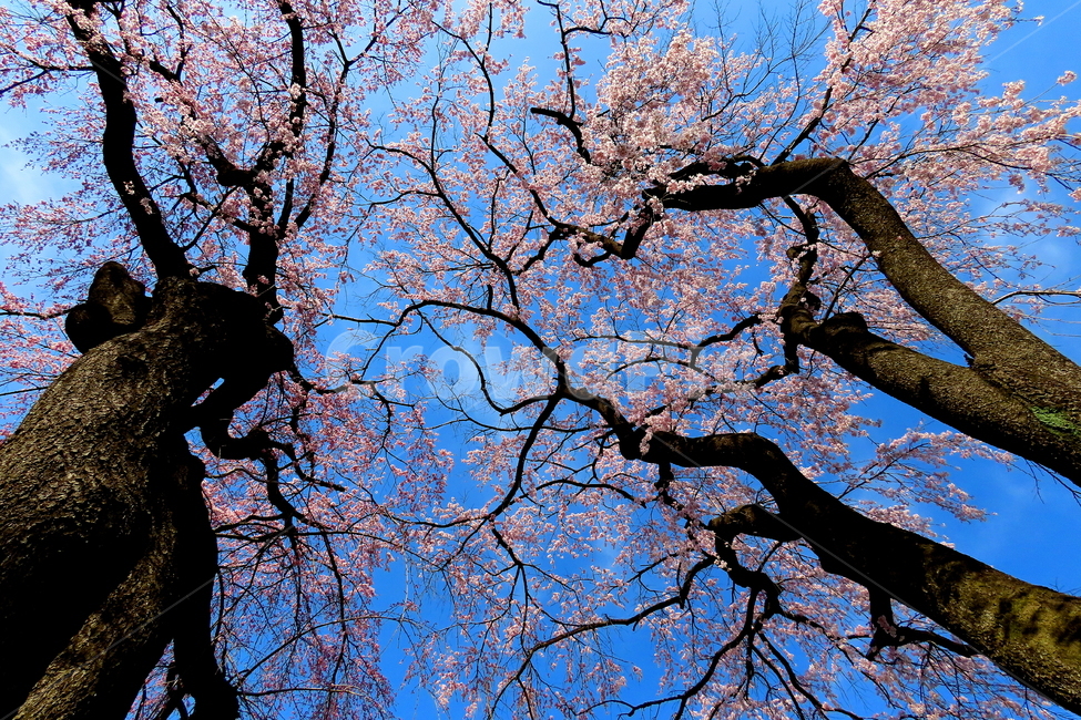 식물,나무,tree,나무줄기,plant,treetrunk,꽃,식물,자연,plants,nature,꽃,flower
