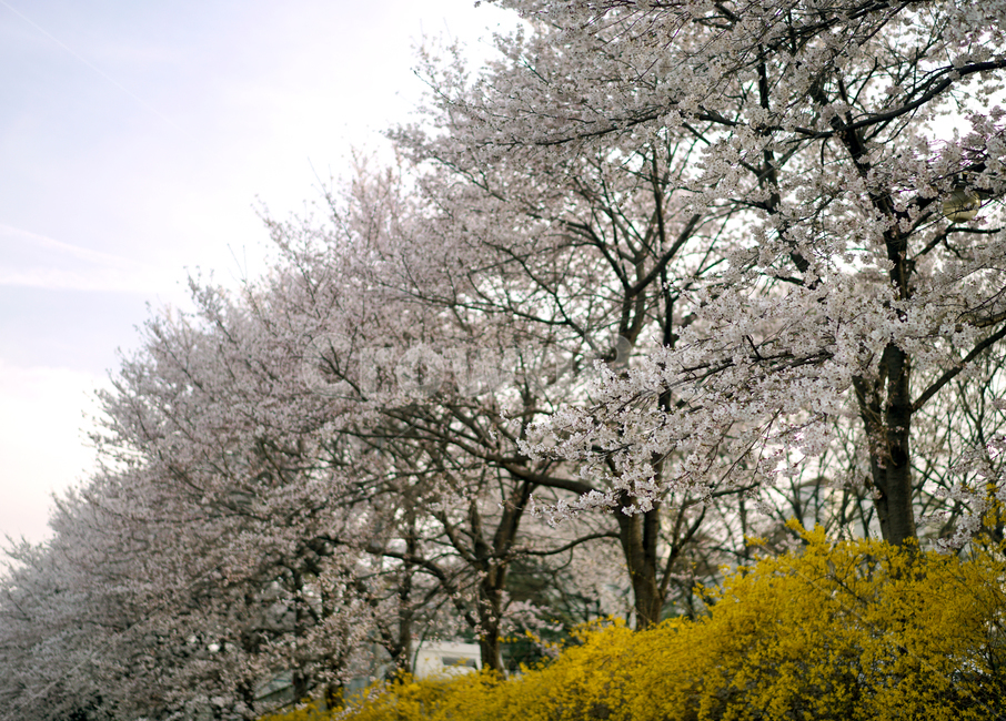 봄,꽃,개나리,벚꽃,봄꽃,봄날,봄,계절,spring,season,자연,풍경,nature,landscape,plant,식물,blossom,flower,cherry blossom