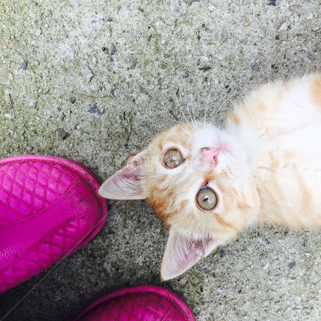 고양이,애완동물,반려묘,귀여움,cat,animal,pet,동물,animal,포유류,mammal,고양이,cat,kitten,kitty