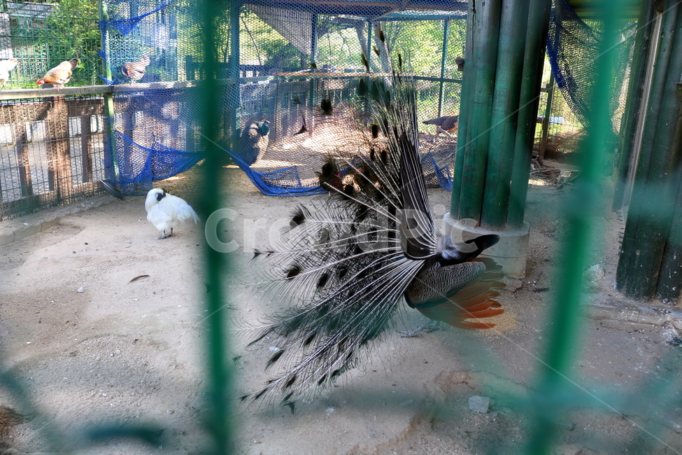 새,조류,공작,공작새,꿩과,동물,동물,animal,조류,새,birds