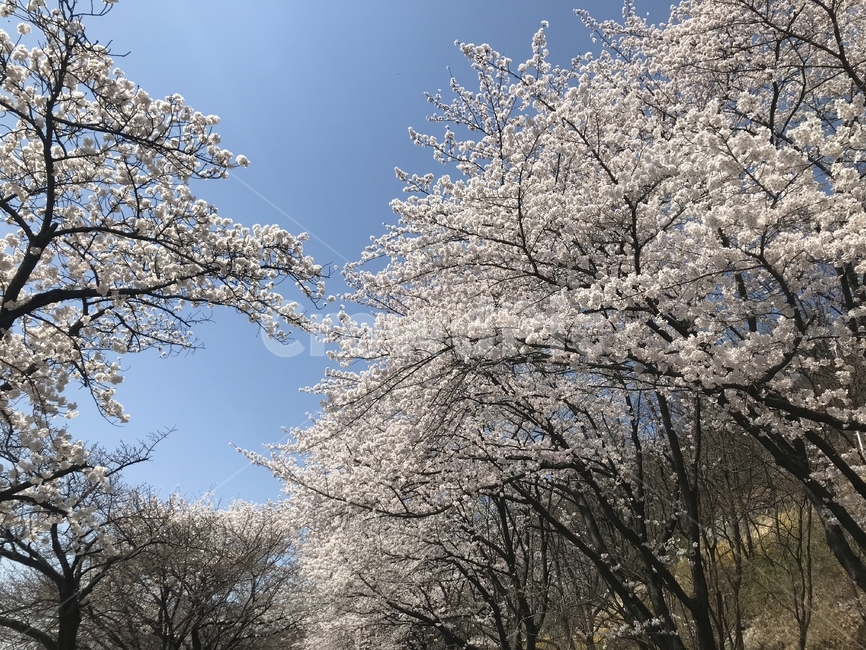벚꽃,벚꽃나무,나무,꽃,봄나들이,식물,자연,nature