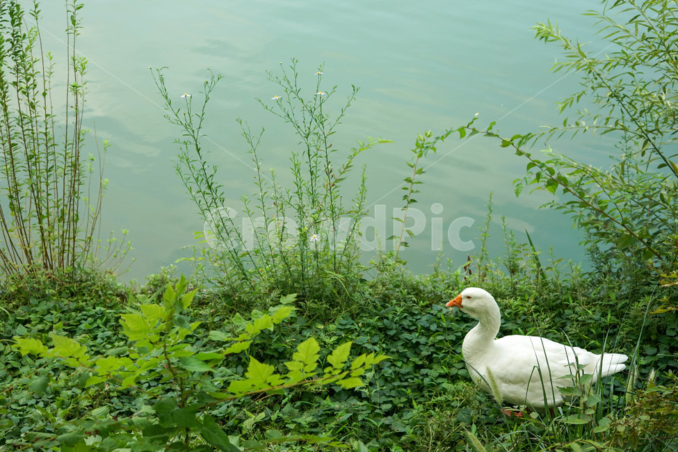 animal,green,goose,동물,거위,동물,animal,조류,새,birds