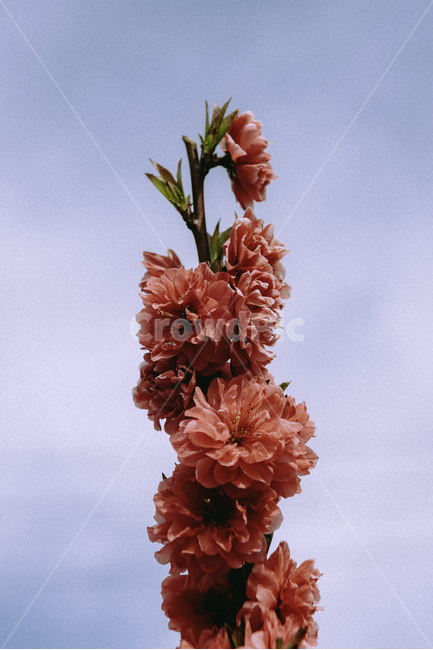 봄,꽃,봄꽃,겹벚꽃,나무,식물,spring,cherryblossom,flower,tree,plant,자연,감성,봄,계절,spring,season,식물,자연,plants,nature,꽃,flower