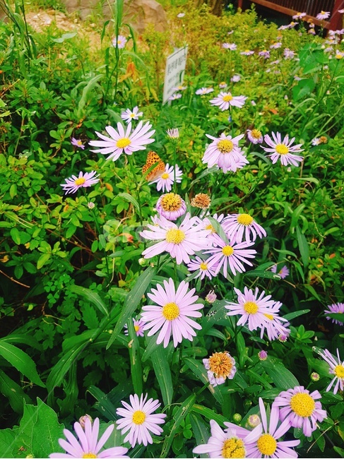 들꽃,공원,풀잎,봄,산책,나들이,식물,자연,plants,nature,꽃,flower