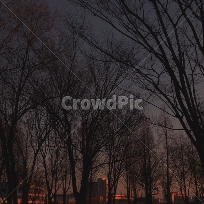 하늘,노을,나무,tree,sunset