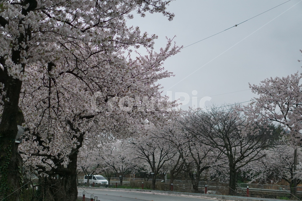 벚꽃,꽃,나무,봄,설레임,봄,계절,spring,season,자연,풍경,nature,landscape,plant,식물