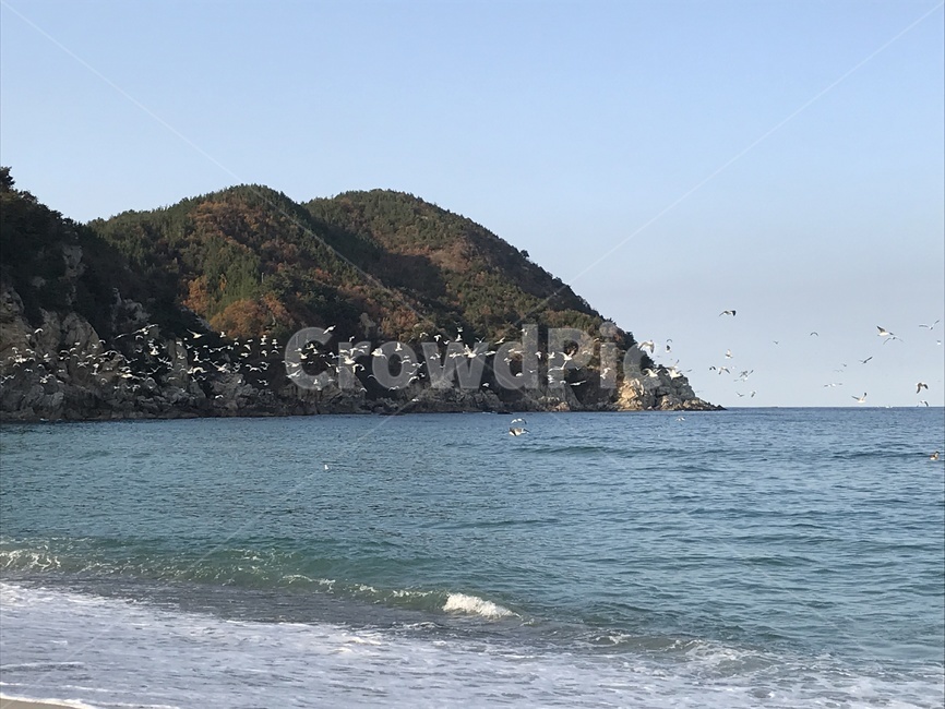 기러기,바닷물,풍경,nature,land,자연,outdoors,해안선,shoreline,대양,water,물,coast,곶,연안
