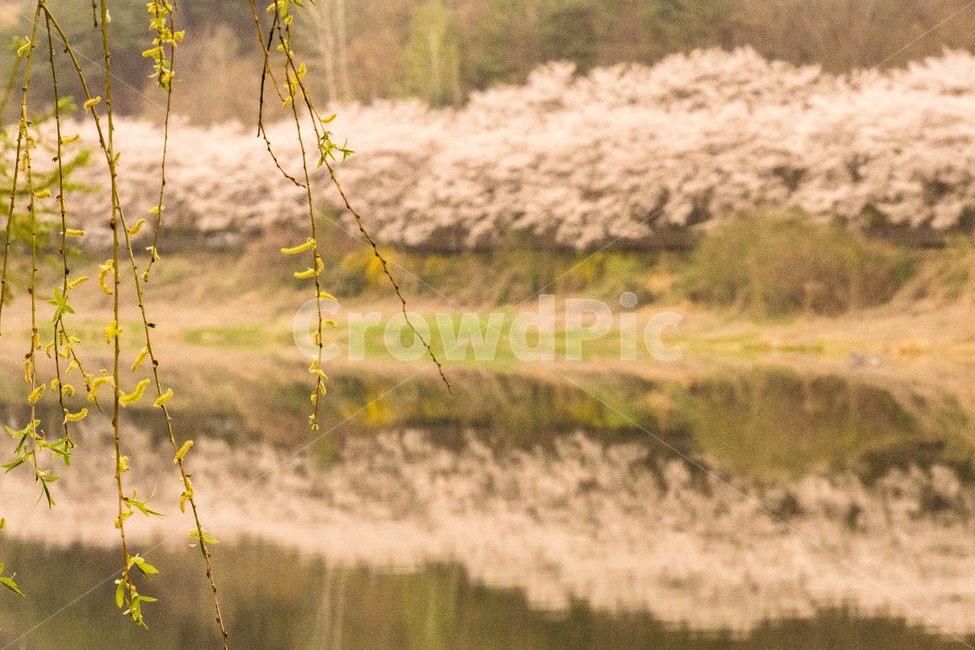 버드나무,나무,강,꽃,봄,벚꽃,봄,계절,spring,season,식물,자연,plants,nature,감성,sensible,feeling,outdoors,옥외