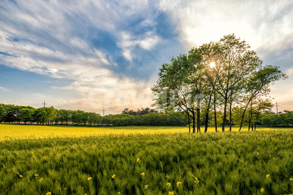 청보리,청보리밭,보리,풍경,landscape,고창청보리밭,봄