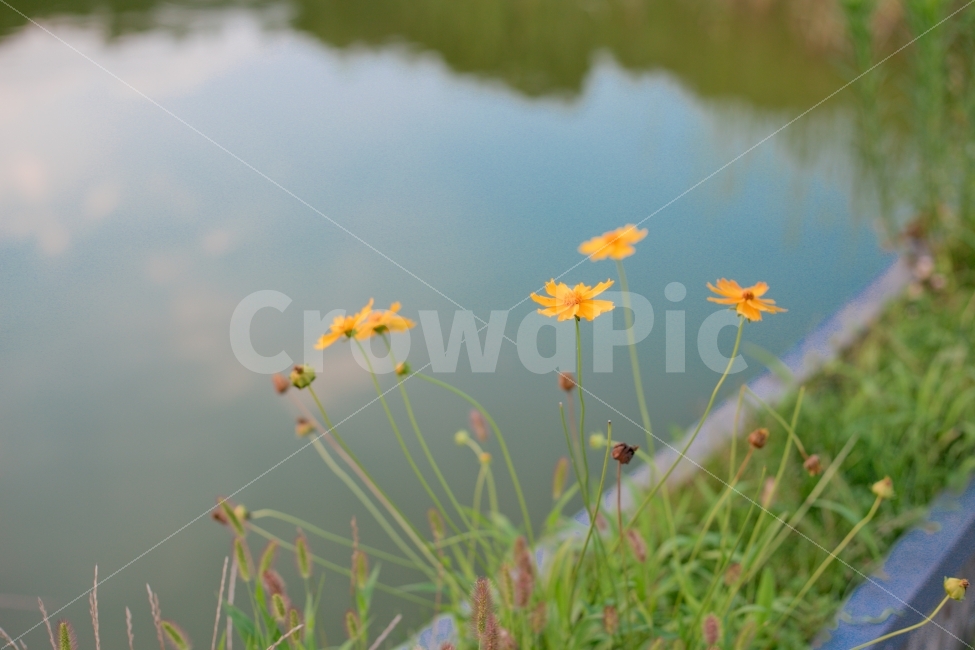 꽃,식물,풍경,풀,하늘,가을,계절,fall,autumn,season,식물,자연,plants,nature,꽃,flower,감성,sensible,feeling,plant
