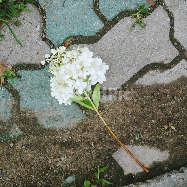 꽃,아름다움,슬픔,거리,바닥