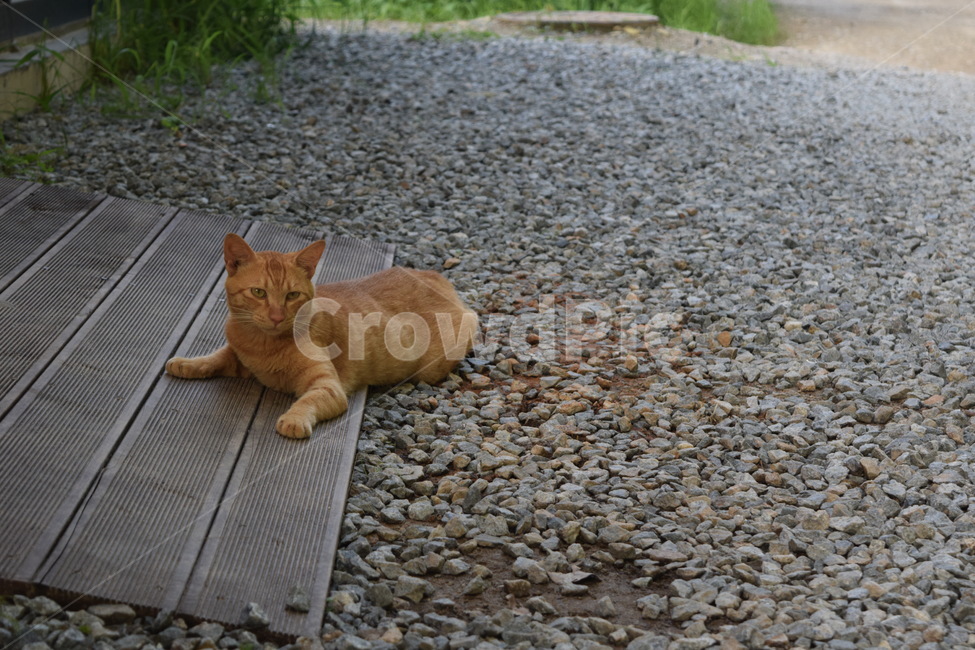 고양이,길고양이,만남,동물,길거리,앉아있는,귀염둥이,동물,animal,포유류,mammal,고양이,cat,kitten,kitty