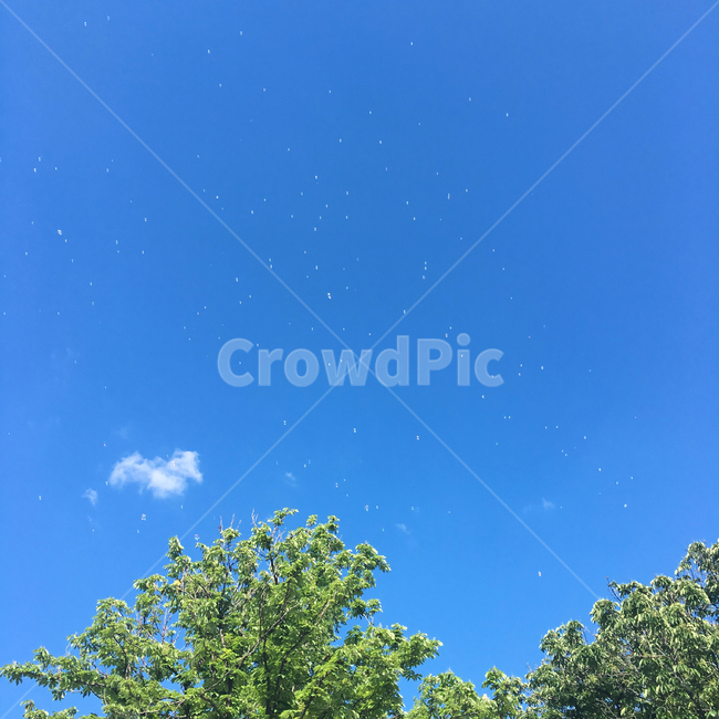 하늘,백그라운드,배경,background,감성사진,비누방울,여백,sky,bubble,버블,나무,tree,감성,자연,풍경,nature,landscape,outdoors,옥외