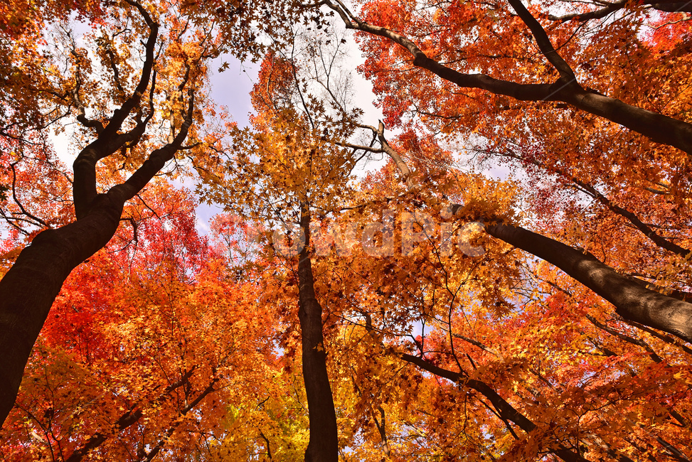 가을,단풍,한국자연경관,한국자연풍경,단풍잎,가을배경,계절,시즌,autumn,fall,background,maple,outdoor,야외,옥외,아웃도어,자연,배경,바탕,백그라운드,환경,leaf,natural,environment,forest,단풍숲,힐링,healing,tree,나무,plant,식물,가을,계절,fall,autumn,season