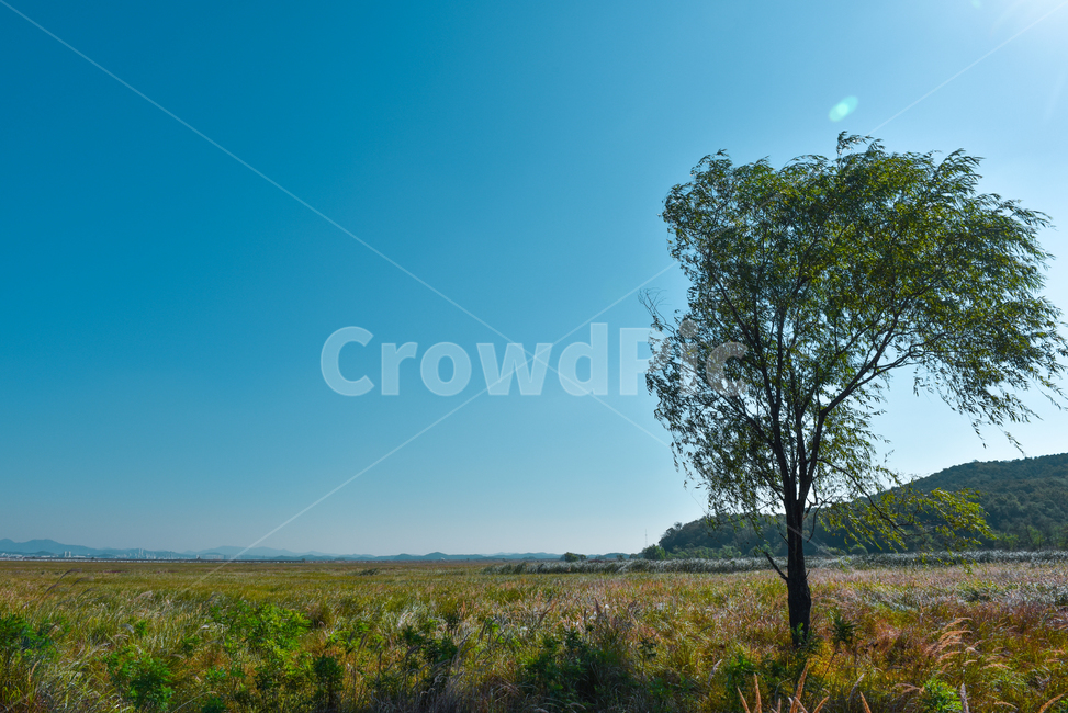 들판,나무한그루,나무,자연,nature,tree,바람,자연,풍경,nature,landscape