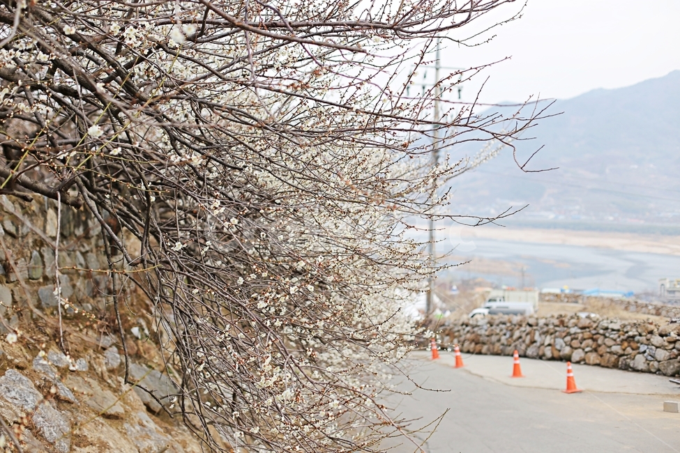 매화,매화꽃,하동,봄,매화축제,봄,계절,spring,season,자연,풍경,nature,landscape