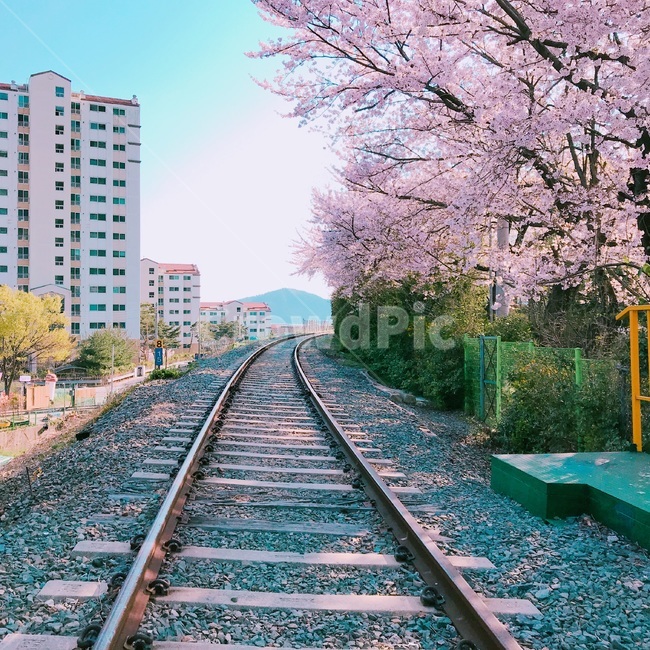 기찻길,벚꽃,봄,철도,나무