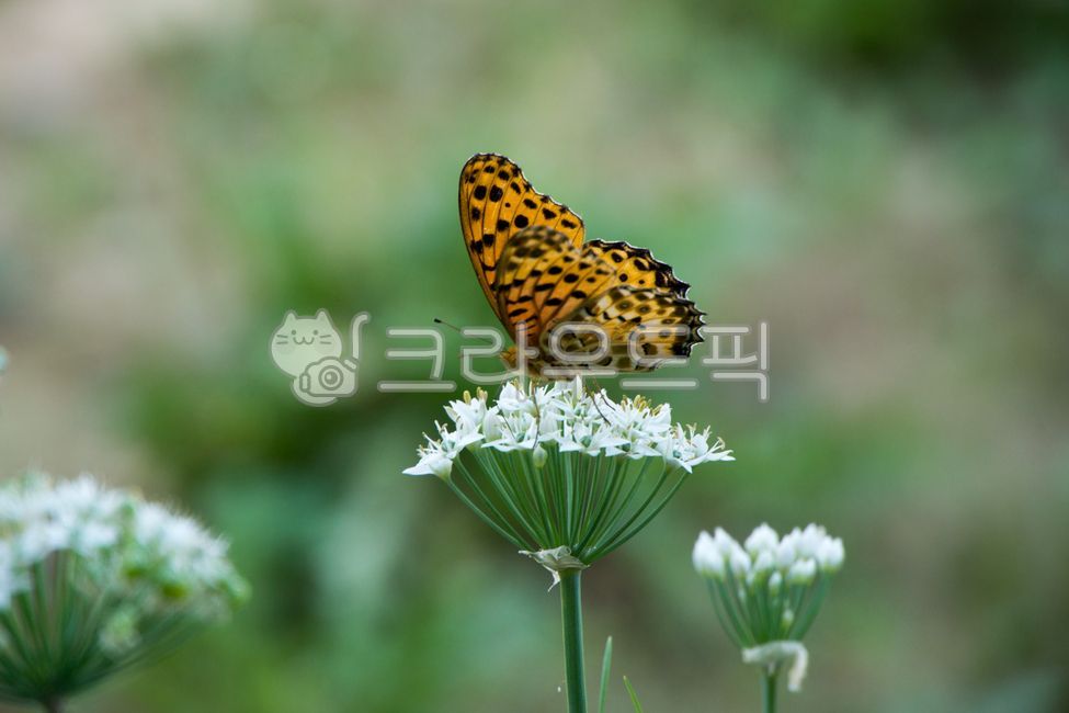 chive flower,nature,butterfly,honey,female black leopard butterfly,flower