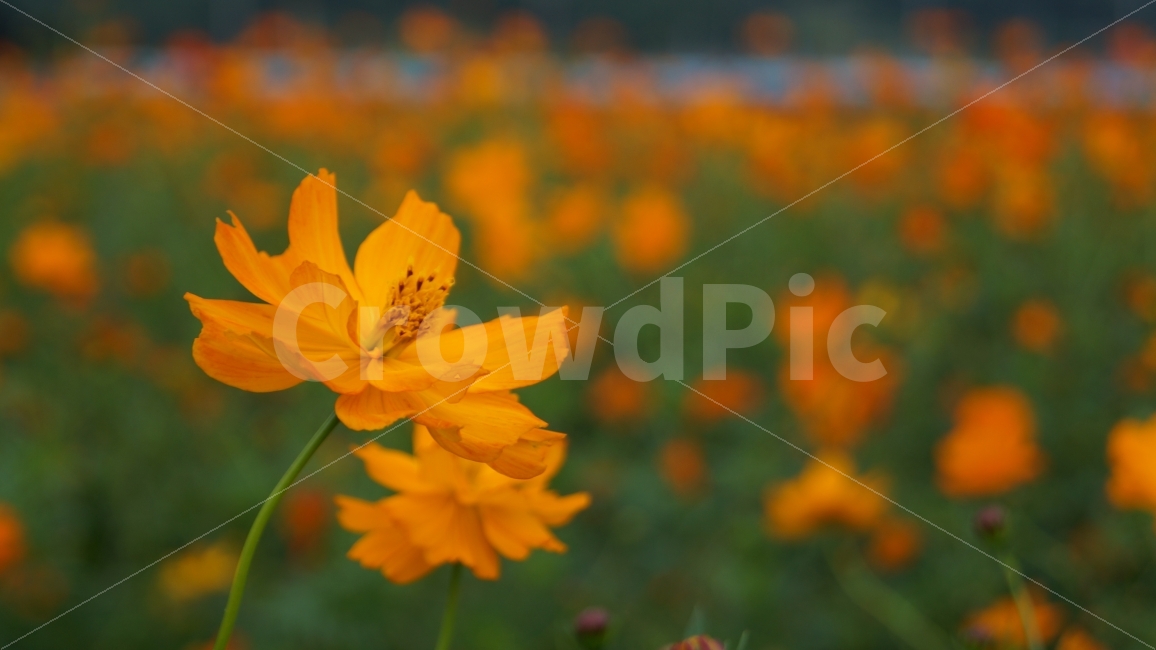 꽃,꽃사진,코스모스,식물,가을,가을,계절,fall,autumn,season,식물,자연,plants,nature,꽃,flower,색깔,색상,색채,색감,color sense,color sensitivity,feeling of color,plant