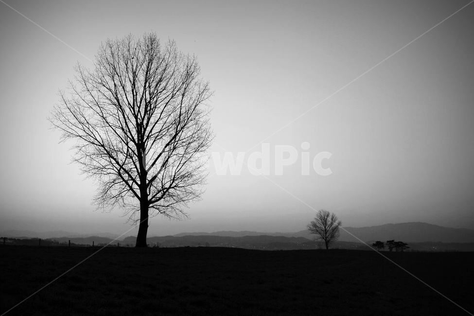나무,식물,흑백,안성,새벽,우울함,자연,풍경,nature,landscape,흑백,모노톤,monochrome,black and white