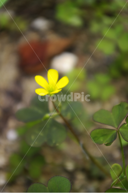 꽃,식물,flower,plant,color,식물,자연,plants,nature,꽃,flower