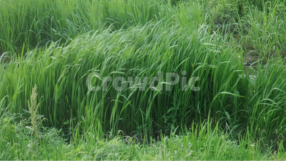갈대,위근,위경,노근,볏과,풍매화,갈꽃,노화,초록색잎,식물,자연,plants,nature