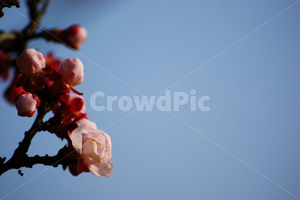 plant,식물,매화,봄곷,하늘,cherryblossom,blossom