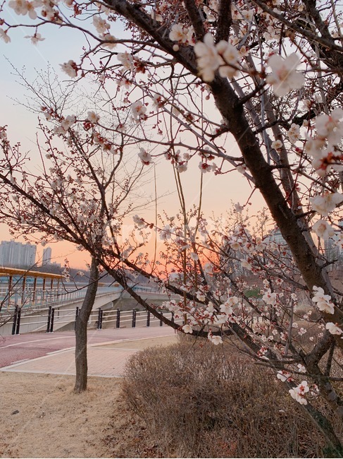 벚꽃,노을,벚꽃나무,봄,해질녘,풍경