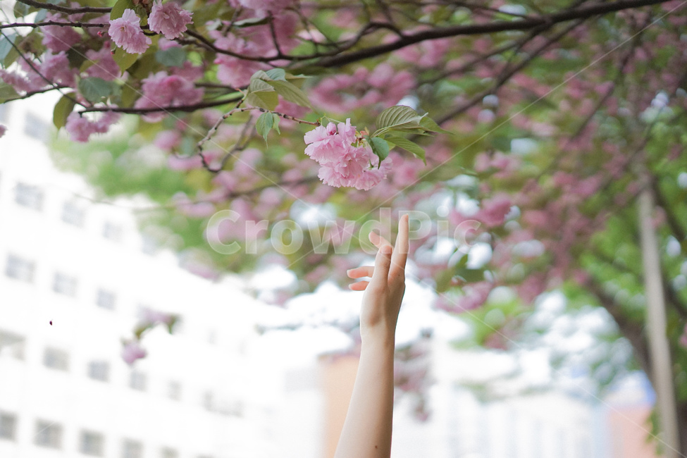 벚꽃,겹벚꽃,사쿠라,손짓,봄꽃,spring,봄,계절,spring,season,식물,자연,plants,nature,꽃,flower,신체일부,몸,body,plant
