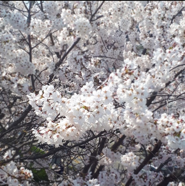 벚꽃,봄,꽃,벚나무,벚꽃나무,풍경,자연