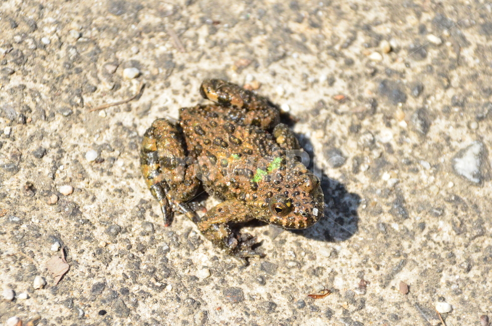 개구리,무당개구리,양서류,독개구리,야생생물,amhibian,wildlife,frog,동물,animal,파충류,양서류,reptile,amphibian