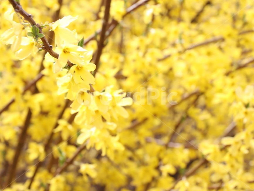 개나리,봄,봄꽃,개화,노란꽃,식물,자연,plants,nature,꽃,flower