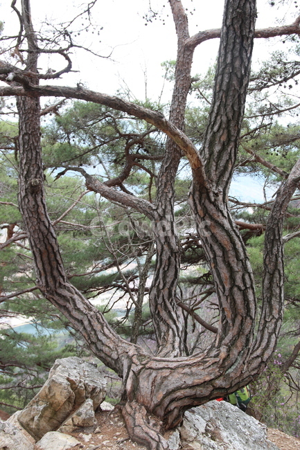 삼악산,소나무,명품,의암호,등선폭포,의자나무