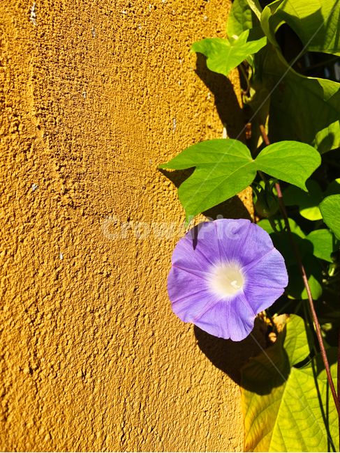 나팔꽃,꽃,아침꽃,plant,flower,blossom,보라색꽃,식물,식물,자연,plants,nature,꽃,flower