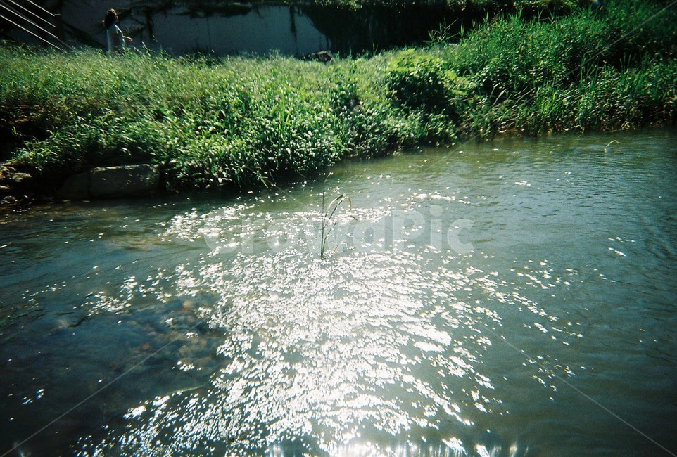 반짝반짝,강,자연,식물,여름,강물,물빛,풀,풀떼기,빛,water,물,nature,outdoors,옥외,land,땅