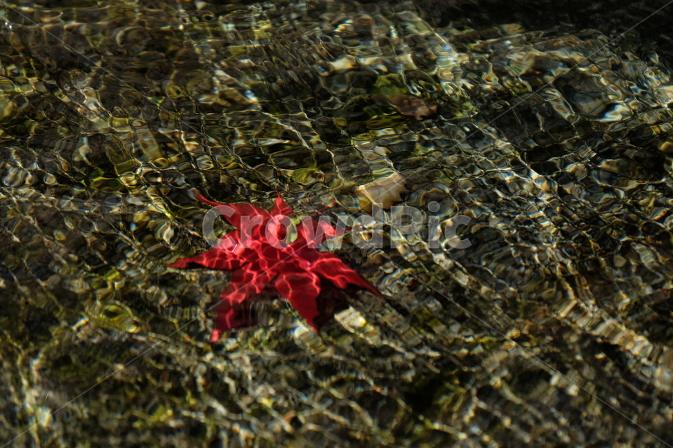 단풍,나무,가을,자연,식물,노란,노랑,fall,tree,주황,nature,red,yellow,붉은,plant,가을,계절,fall,autumn,season,자연,풍경,nature,landscape,leaf,잎