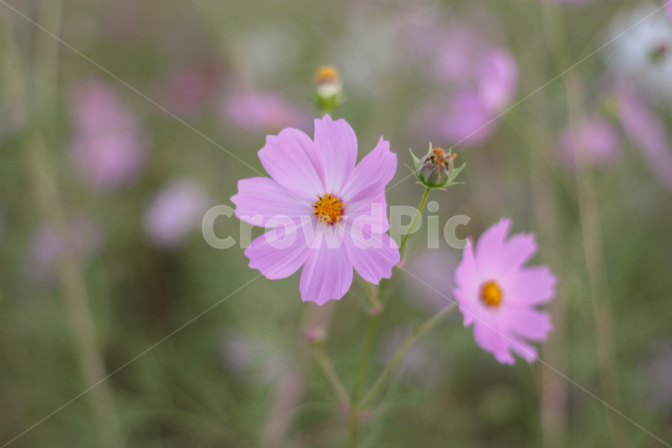 가을,코스모스,저녁노을,감성,꽃놀이,가을,계절,fall,autumn,season,식물,자연,plants,nature,꽃,flower,plant,daisies,데이지,blossom,daisy