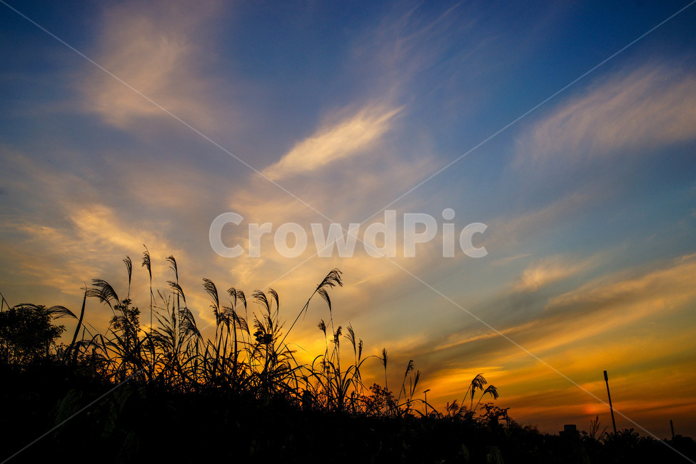 하늘,구름,풍경,sky,cloud,야외,plant,식물,grass,lawn,잔디,자연,풍경,nature,landscape