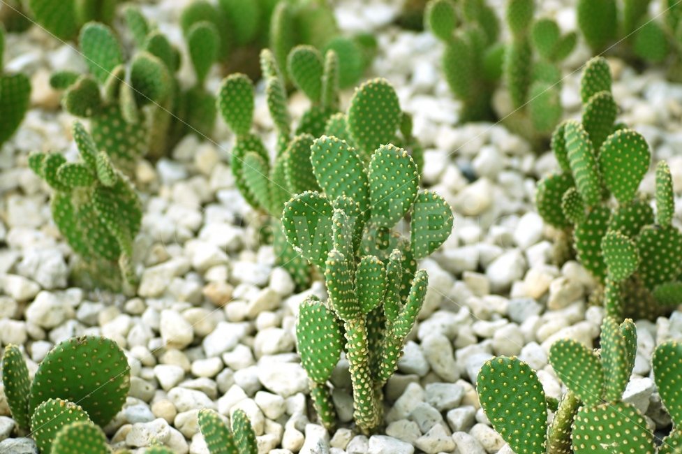선인장,가시,식물,녹색,화분,꽃,클로즈업,관상용,자갈,돌,식물,자연,plants,nature