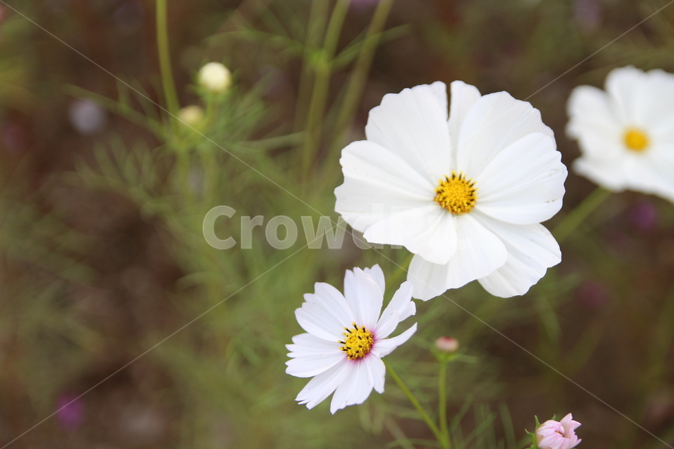 plant,식물,pollen,화분,꽃,흰꽃,하얀꽃,꽃말,꽃잎,식물,자연,plants,nature,꽃,flower