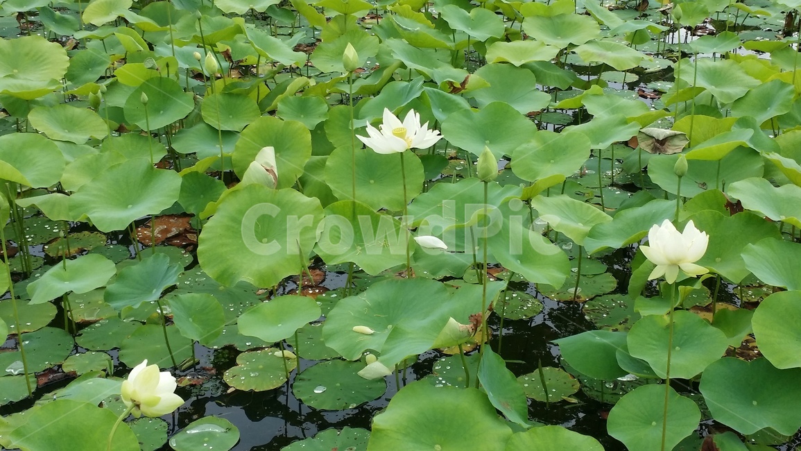 국립생태원,연꽃,수생식물,연잎,여름,수련,lotus,summer,water,lily,서천,여러해살이풀,습지,늪지,연지,식물,plant,wetland,식물,자연,plants,nature,꽃,flower