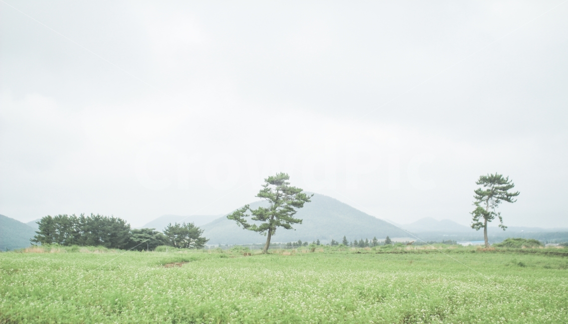 풍경,green,초록,나무,제주도,여행,여행지,여행지풍경,제주,jeju,jejuisland,tree,mountain,산,scenery,자연,풍경,nature,landscape,한국자연풍경,한국자연경관,korea nature landscape,제주도,jeju,jeju island,outdoors,옥외,grassland,목초지,field,들
