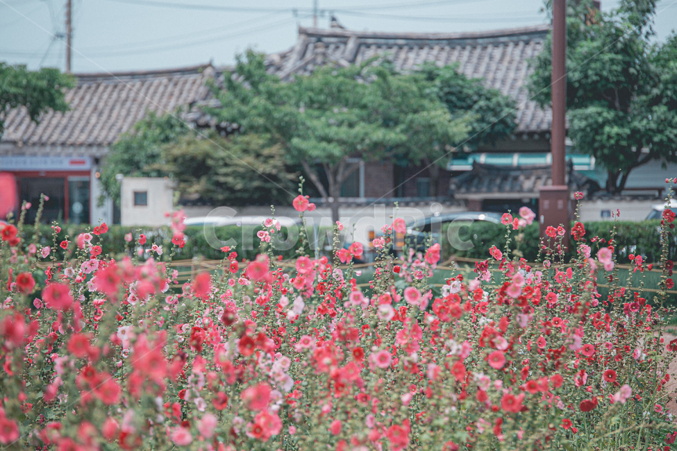 경주,봄,첨성대,접시꽃,꽃,flower,자연,풍경,hollyhock