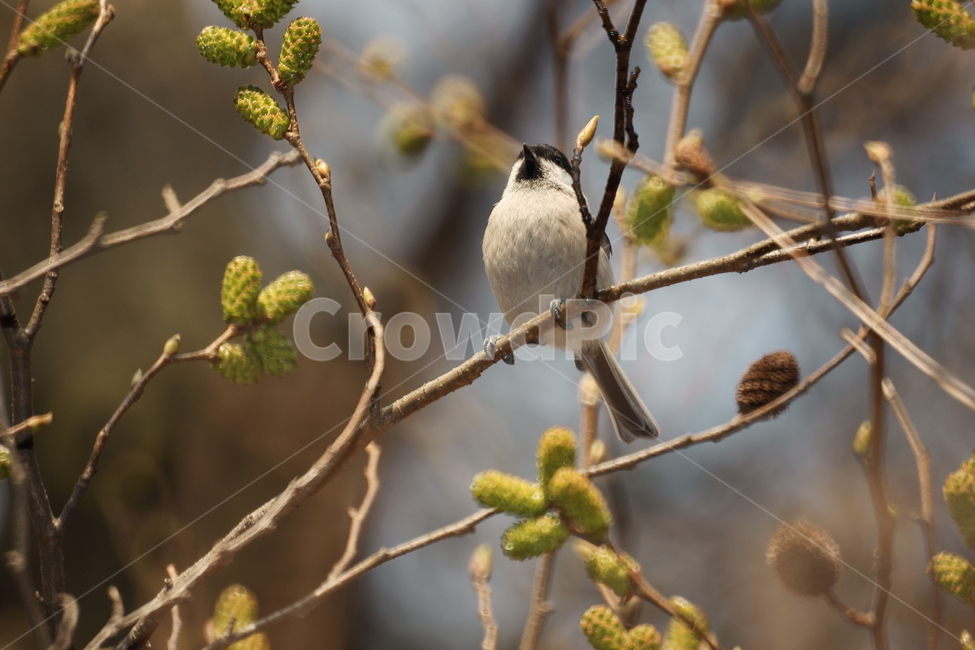 쇠박새,새,조류,나무가지,나무열매,동물,animal,조류,새,birds