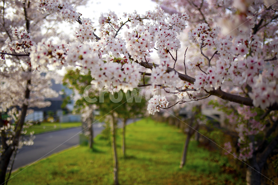 봄,벚꽃,분홍,꽃,봄꽃,spring,식물,봄,계절,spring,season,식물,자연,plants,nature,꽃,flower,plant
