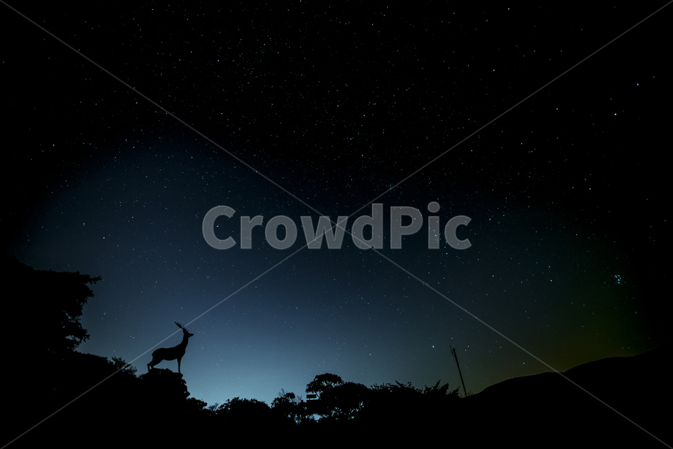 밤하늘,별,야경,자연,제주도,백록상,제주,숲,나무,실루엣,야경,밤,풍경,nightscape,night,landscape,실루엣,그림자,silhouette,shadow