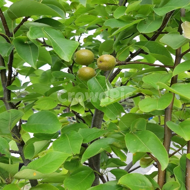 초록사과나무,초여름사과나무,작은사과나무,과수원,열매