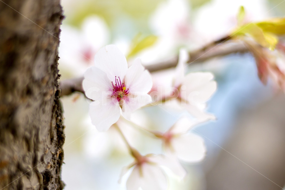 flower,꽃,blossom,cherryblossom,plant